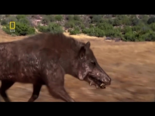 prehistoric predators - hell boar documentaries nat geo wild hd