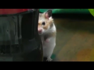 this hamster seems to be plotting a bloody revenge...