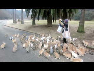 rabbit island in japan