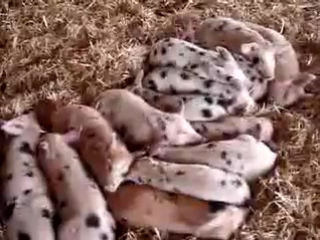 the reaction of sleeping piglets to sounds